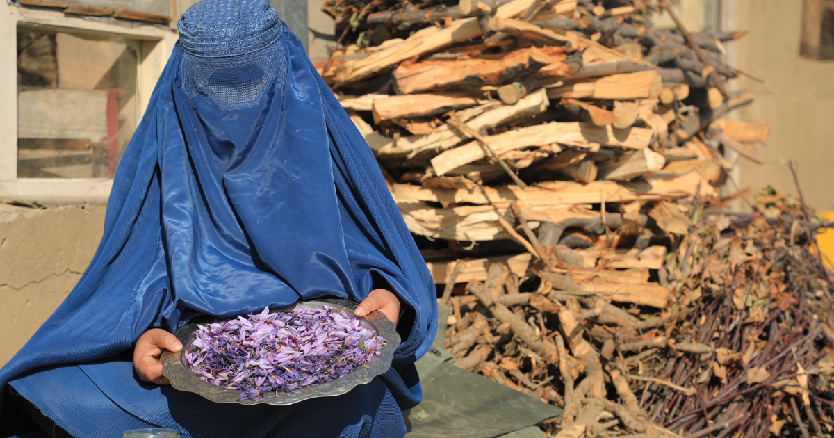 Afghan woman with harvested saffron