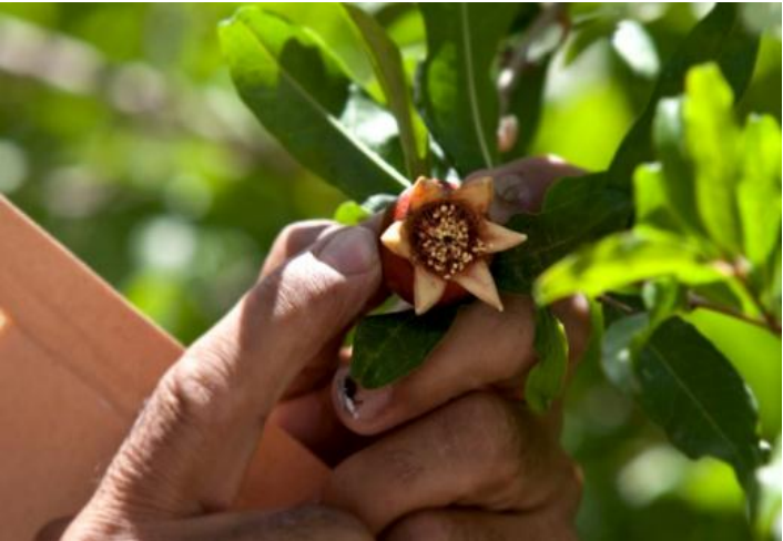 Person holding a blooming flower