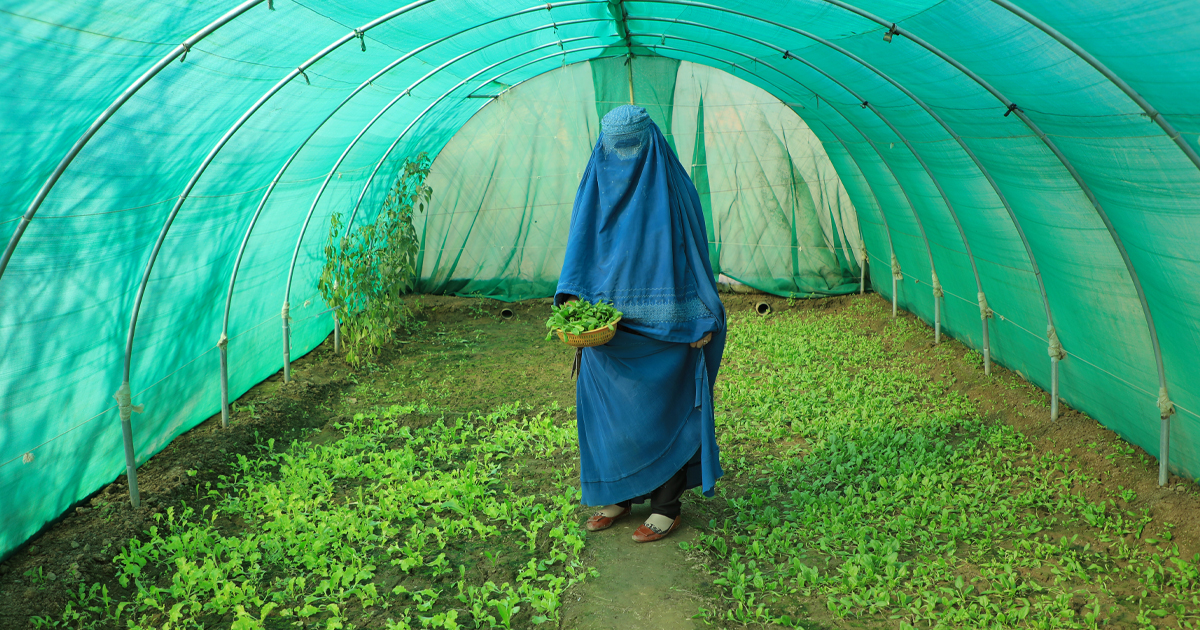 Afghan Woman in her Greenhouse