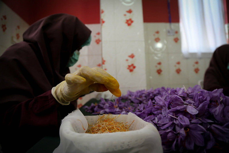 Woman picking saffron
