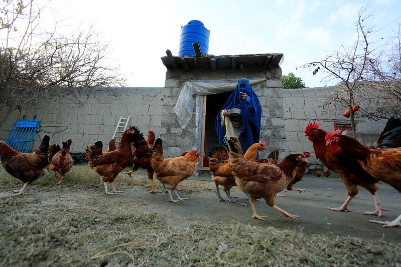 Poultry Farm in Afghanistan 