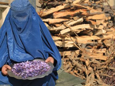 Afghan woman with harvested saffron