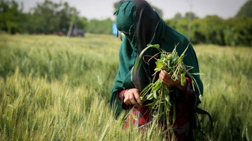 A woman farmer working on agricultural land in Mazar-e- Sharif, Balkh Provin
