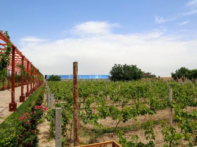 Emergency Food Security Project (EFSP)