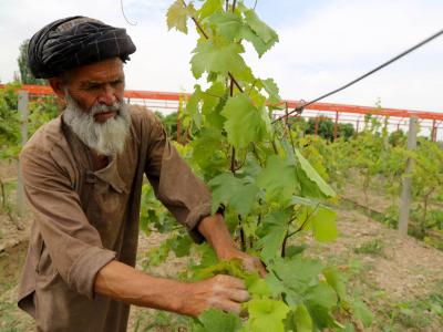 Emergency Food Security Project (EFSP)