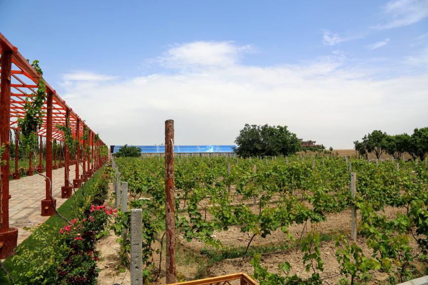 Emergency Food Security Project (EFSP)