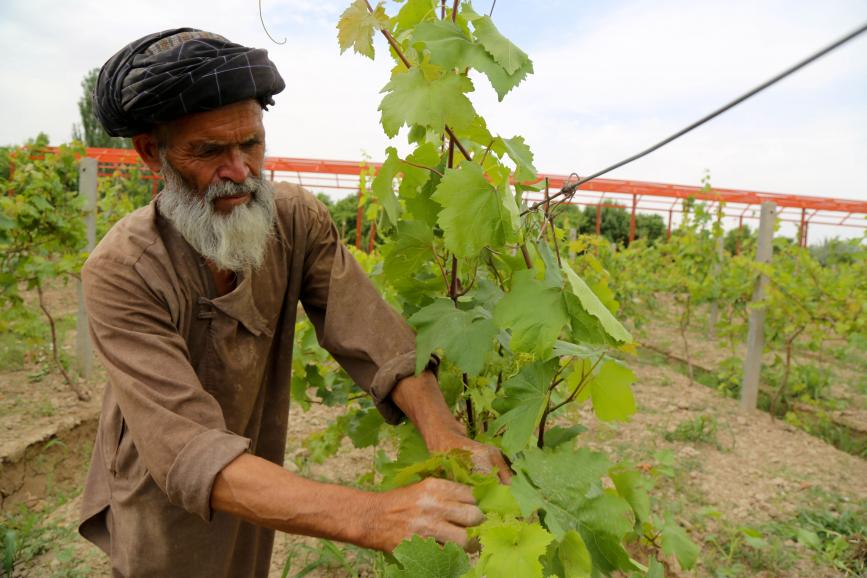 Emergency Food Security Project (EFSP)