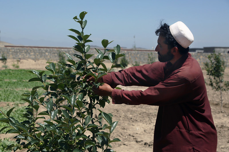 Afghan man harvesting fruits